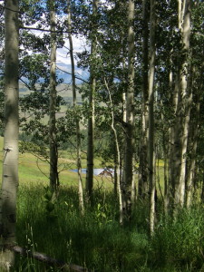 telluride-aspen-trees-living-intuitive-counseling-forms